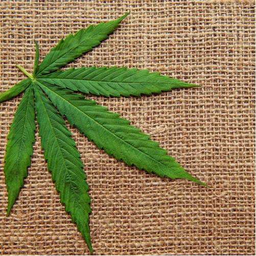 Labadie (Bamboo Hemp)